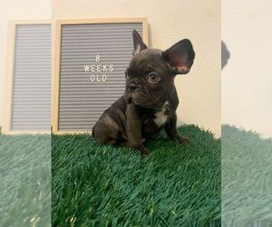 French Bulldog Puppy for sale in IMPERIAL BCH, CA, USA