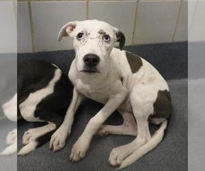 American Staffordshire Terrier-Unknown Mix Dogs for adoption in San Antonio, TX, USA