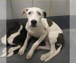 Small American Staffordshire Terrier Mix