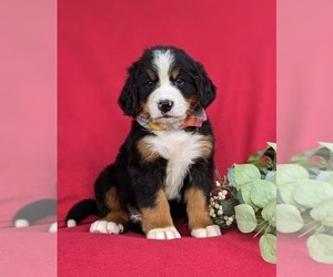 Bernese Mountain Dog Puppy for sale in NEW HOLLAND, PA, USA