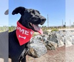 Small #8 Labrador Retriever Mix