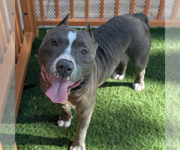 Medium Photo #2 American Bulldog-Unknown Mix Puppy For Sale in Las Vegas, NV, USA