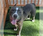 Small #1 American Bulldog Mix