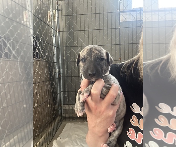 Medium Photo #9 Whippet Puppy For Sale in CORRY, PA, USA