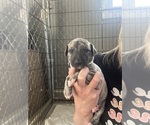 Small #8 Whippet