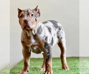 American Bully Puppy for sale in DE LEON SPRINGS, FL, USA