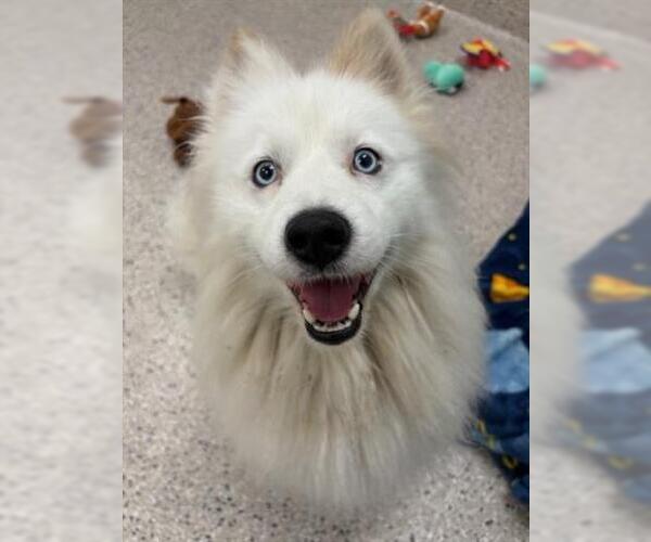 Medium Photo #1 American Eskimo Dog Puppy For Sale in Brighton, CO, USA