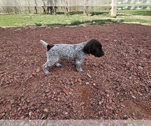 Medium German Shorthaired Pointer