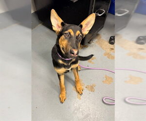 German Shepherd Dog Dogs for adoption in Peoria, IL, USA