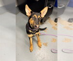 SABRINA - Female German Shepherd Dog Dog for Adoption - Small photo