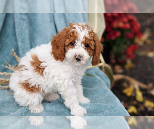 Medium Photo #1 Poodle (Miniature) Puppy For Sale in NAPPANEE, IN, USA