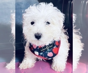 Maltipoo Puppy for sale in DURHAM, CT, USA
