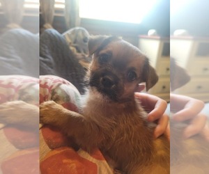 Shorkie Tzu-Yorkshire Terrier Mix Puppy for sale in TECUMSEH, MI, USA