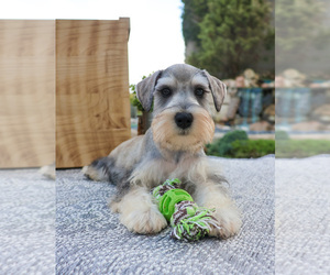 Schnauzer (Miniature) Puppy for sale in SYRACUSE, IN, USA