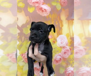 Chihuahua-Unknown Mix Dogs for adoption in San Bernardino, CA, USA