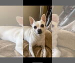Small Chihuahua