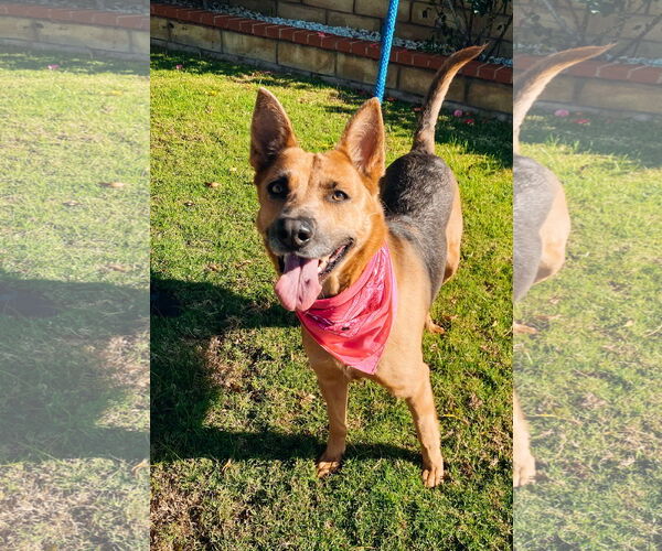 Medium Photo #4 Mutt Puppy For Sale in Newport Beach, CA, USA