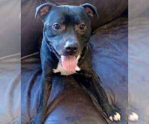 Staffordshire Bull Terrier-Unknown Mix Dogs for adoption in Anchorage, AK, USA