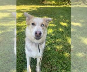 German Shepherd Dog-Siberian Husky Mix Dogs for adoption in Forestville, MD, USA