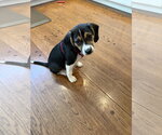 Small #1 Beagle