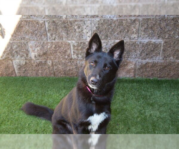 Medium Photo #1 Border Collie-Unknown Mix Puppy For Sale in Moreno Valley, CA, USA