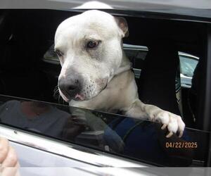 American Staffordshire Terrier Dogs for adoption in Ocala, FL, USA