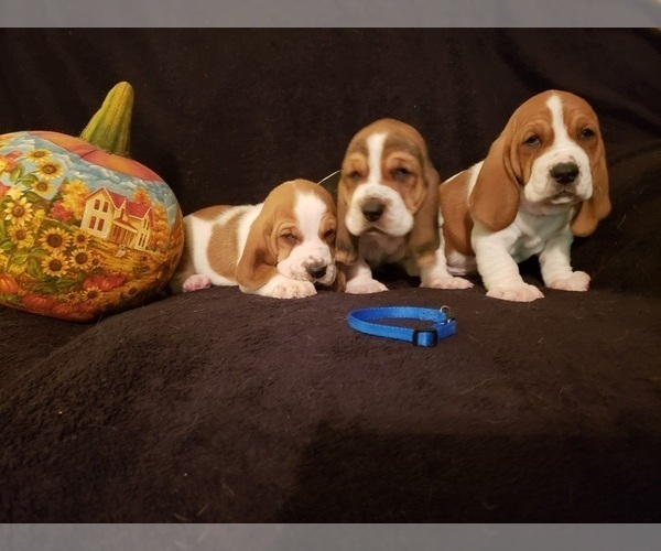 Medium Photo #2 Basset Hound Puppy For Sale in CLAREMORE, OK, USA