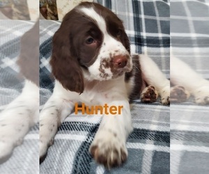 English Springer Spaniel Puppy for sale in NORTH LAWRENCE, OH, USA