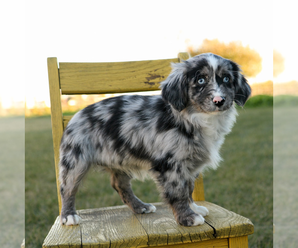 Medium Photo #3 Aussie-Poo Puppy For Sale in ARTHUR, IL, USA