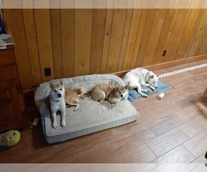 Father of the Shiba Inu puppies born on 01/24/2023