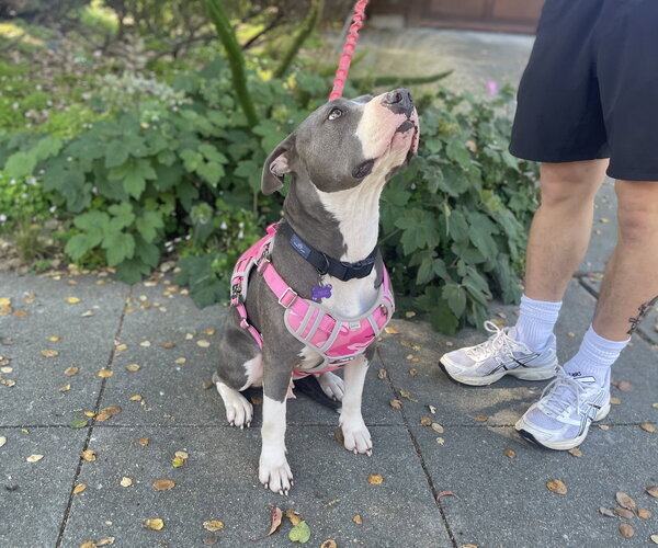 Medium Photo #6 American Pit Bull Terrier Puppy For Sale in Berkeley, CA, USA