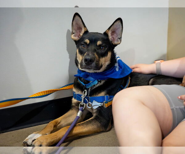 Medium Photo #1 German Shepherd Dog-Huskies  Mix Puppy For Sale in Princeton, MN, USA