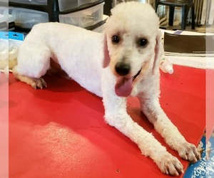 Poodle (Miniature) Puppy for sale in PINK HILL, NC, USA