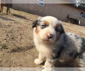 Australian Shepherd Puppy for sale in MONTCLAIR, CA, USA