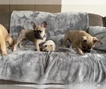 Small Photo #13 French Bulldog Puppy For Sale in MIDDLEBURG, FL, USA
