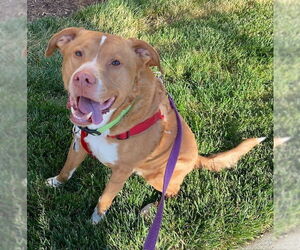 Herbie - Male Labrador Retriever-Unknown Mix Dog for Adoption - Photo #3