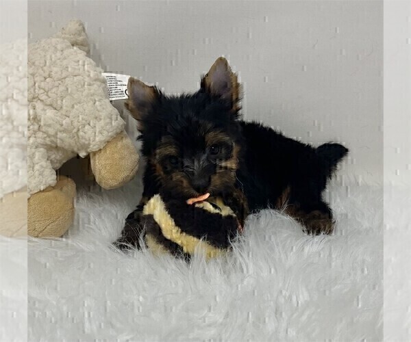 Medium Photo #8 Yorkshire Terrier Puppy For Sale in VERO BEACH, FL, USA