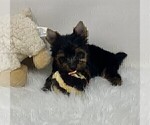 cute puppy - Female Yorkshire Terrier Puppy for Sale - Photo #8