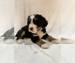 Small Photo #3 Bernedoodle Puppy For Sale in SAINT CHARLES, IL, USA