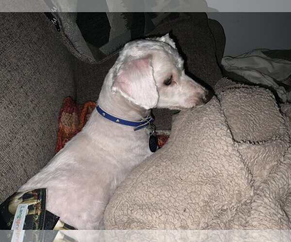 Medium Photo #15 Bichon Frise-Unknown Mix Puppy For Sale in Rootstown, OH, USA