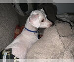 Small #14 Bichon Frise Mix