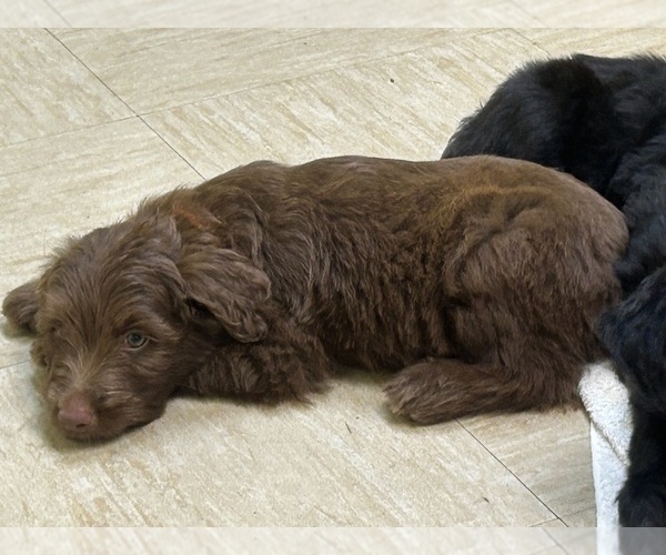 Medium Photo #2 F2 Aussiedoodle Puppy For Sale in BUSH, LA, USA