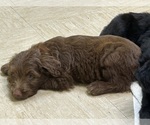 Small #1 F2 Aussiedoodle