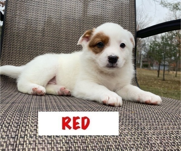 Medium Photo #9 Australian Cattle Dog Puppy For Sale in RICHMOND, MI, USA