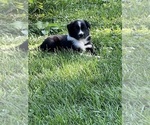 Small Photo #3 Border Collie Puppy For Sale in BERRIEN SPRINGS, MI, USA