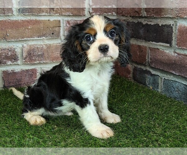 Medium Photo #14 Cavalier King Charles Spaniel Puppy For Sale in MOBERLY, MO, USA