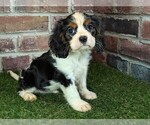 Small #13 Cavalier King Charles Spaniel