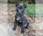 Small #2 Labrador Retriever Mix
