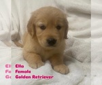 Puppy Ella Golden Retriever