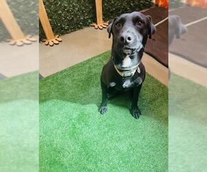 Labrador Retriever-Unknown Mix Dogs for adoption in Globe, AZ, USA